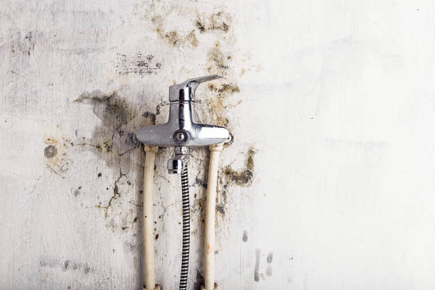 Best Mold Damage Repair  in Wade, MS