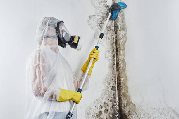 Best Local Mold Removal Service  in Wade, MS