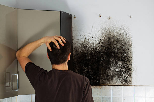 Best Mold Cleaning Services  in Wade, MS
