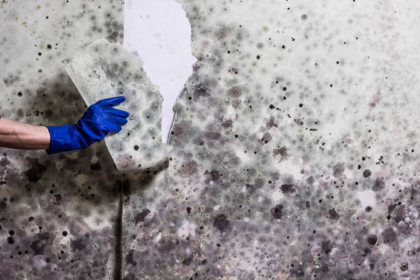 Best Office Mold Removal Services  in Wade, MS